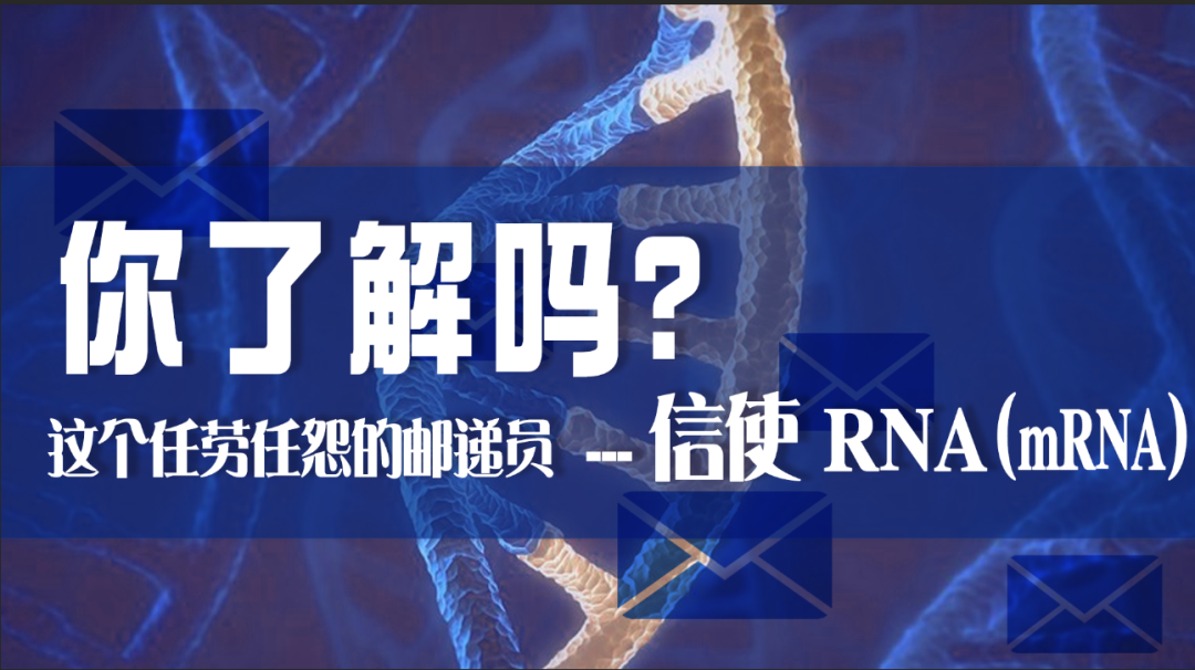 科普?qǐng)@地|這個(gè)任勞任怨的郵遞員——信使 RNA（mRNA），你了解嗎？