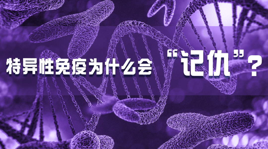 科普園地|特異性免疫為什么會“記仇”？